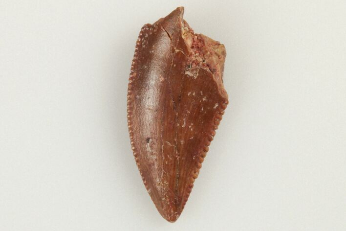 Serrated, Raptor Tooth - Real Dinosaur Tooth #193051